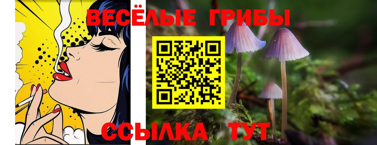 Галлюциногенные грибы Psilocybe  Курган  Псилоцибиновые грибы GOLDEN TEACHER 